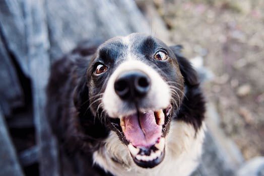 como se llama la fobia a los perros 1