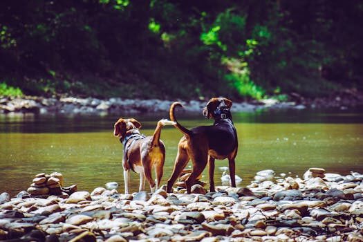 como se llama la fobia a los perros 2