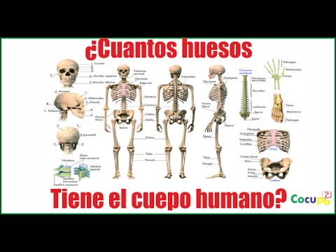 Cuantos huesos tiene el cuerpo humano