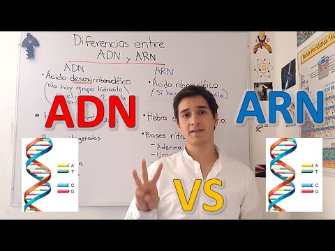 Diferencias estructurales entre adn y arn