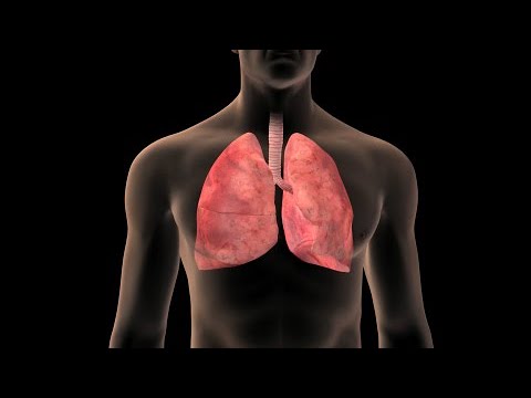 Donde estan los pulmones en el cuerpo