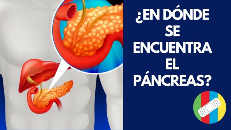 Donde se encuentra el pancreas en el cuerpo humano