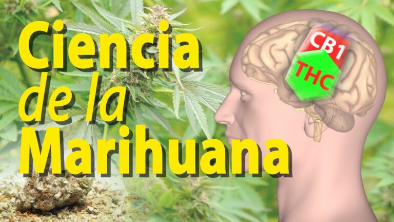 Efectos de la marihuanas en el cerebro