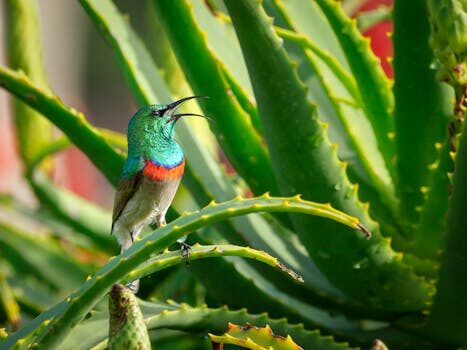 el aloe vera es bueno para el acne 2