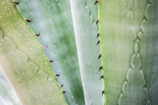 el aloe vera es bueno para el acne 3