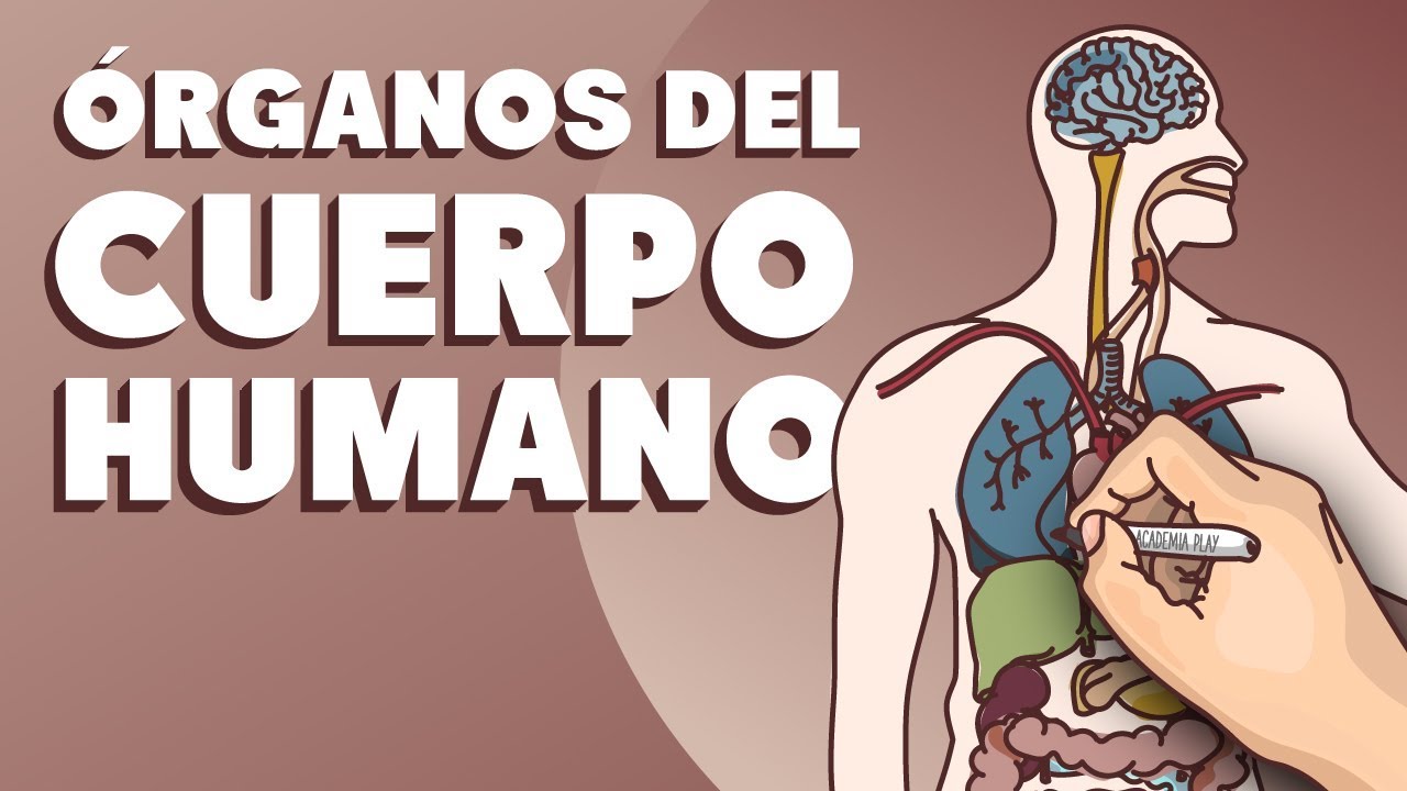 el cuerpo humano y sus organos