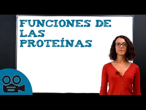 Las 7 funciones de las proteinas