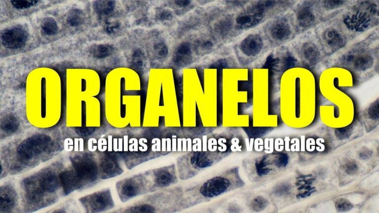 Organulos exclusivos de las celulas animales