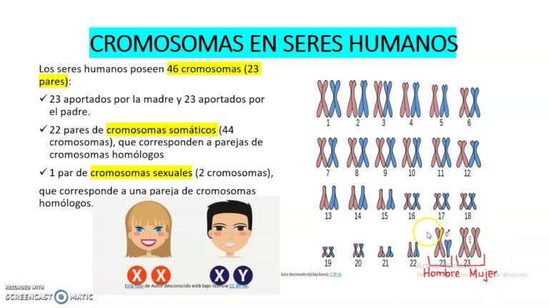 Pares de cromosomas del ser humano