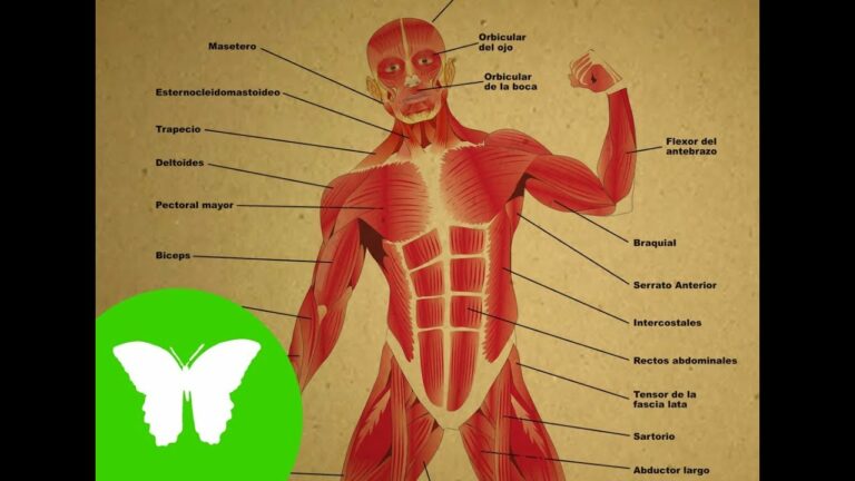 Partes de los musculos del cuerpo humano
