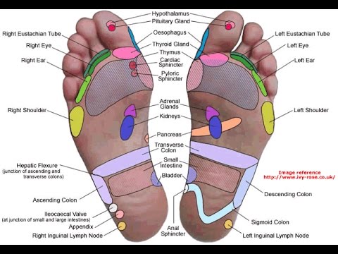 Partes del cuerpo en el pie