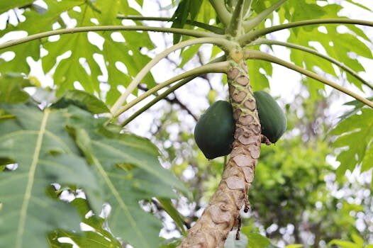 propiedades de la papaya en ayunas 1