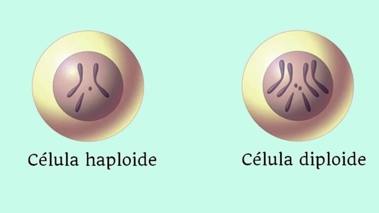 Puede una celula haploide sufrir meiosis