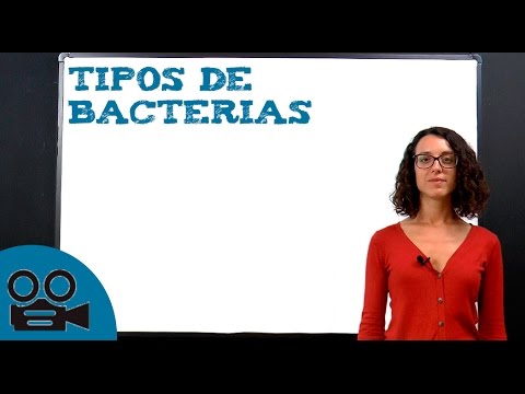 Tipos de bacterias segun su forma