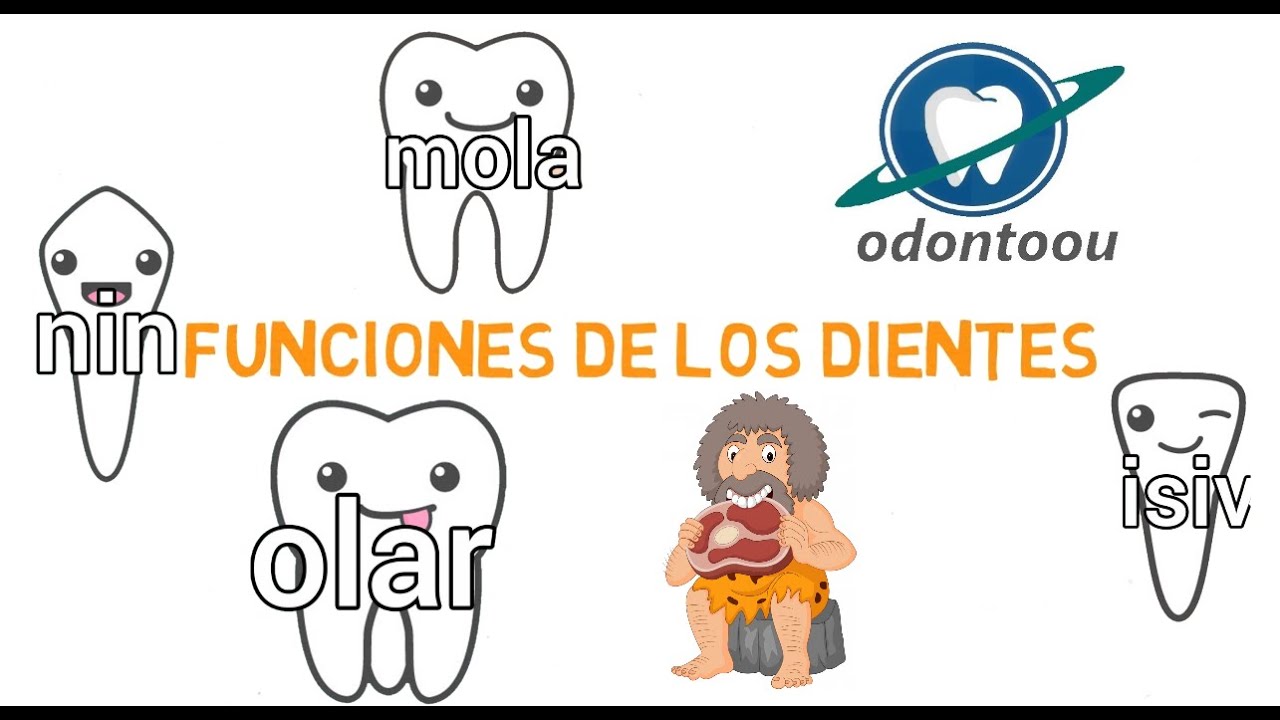tipos de dientes y sus funciones