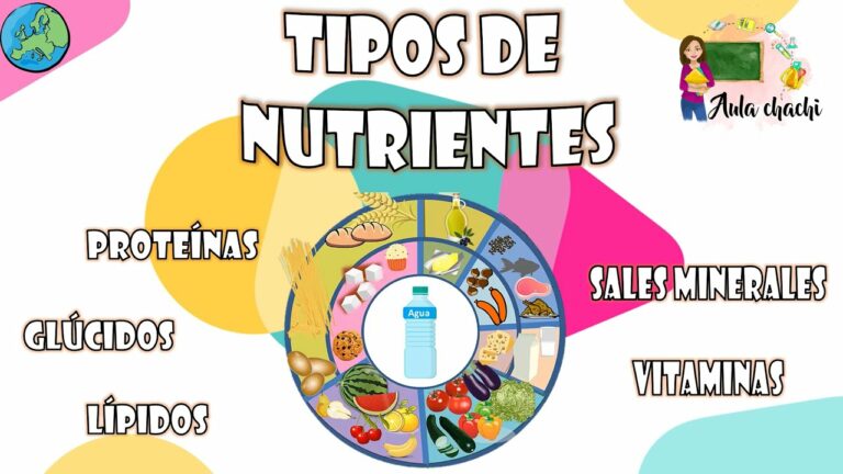 Tipos de nutrientes y sus funciones