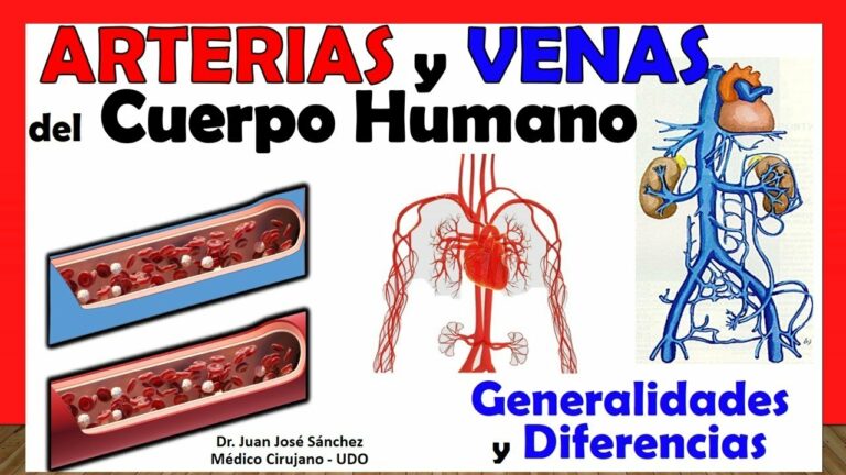 Venas y arterias del cuerpo humano